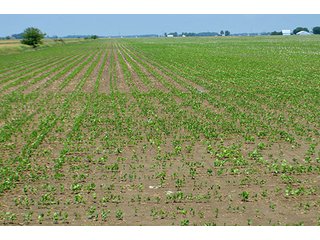 Property photo 2 - LAND AUCTION - 700+/- ACRES OFFERED IN 16 TRACTS IN ALLEN COUNTY, INDIANA